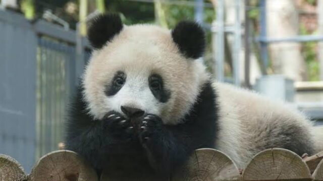 上野動物園 双子パンダの性別はどっち 判明する時期や見分け方も Kanapick