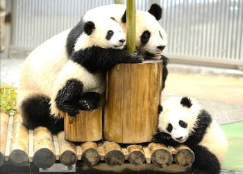 上野動物園 双子パンダの性別はどっち 判明する時期や見分け方も Kanapick